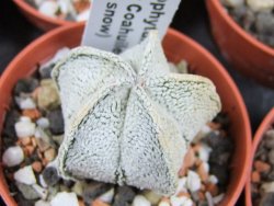 Astrophytum coahuilense snow (Super Coahuilense) pot 5,5 cm - 12380012