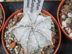 Astrophytum coahuilense snow (Super Coahuilense) pot 5,5 cm - 12380013