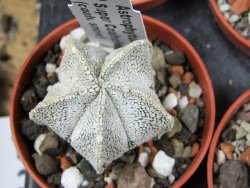 Astrophytum coahuilense snow (Super Coahuilense) pot 5,5 cm - 12380014