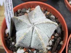 Astrophytum coahuilense snow (Super Coahuilense) pot 5,5 cm - 12380015
