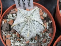 Astrophytum coahuilense snow (Super Coahuilense) pot 5,5 cm - 12380016