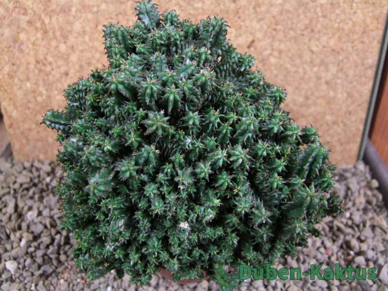 Euphorbia horida monstrosa pot 8,5 - 12387490