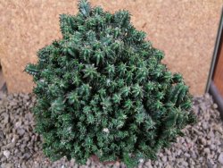 Euphorbia horida monstrosa pot 8,5
