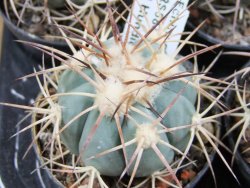 Echinocactus horizonthalonius El Hundiddo pot 5,5 cm - 12381009
