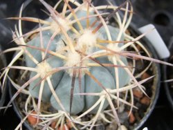 Echinocactus horizonthalonius El Hundiddo pot 5,5 cm - 12381011