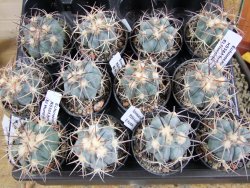 Echinocactus horizonthalonius El Hundiddo pot 5,5 cm - 12381012