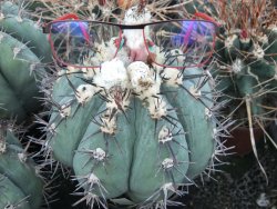 Echinocactus horizonthalonius Milagro, pot 5,5 cm