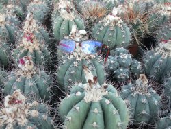 Echinocactus horizonthalonius Milagro, pot 5,5 cm - 12415530