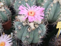 Echinocactus horizonthalonius Milagro, pot 5,5 cm - 12415531