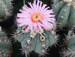 Echinocactus horizonthalonius Milagro, pot 5,5 cm - 12415532