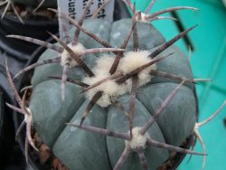 Echinocactus horizonthalonius Cuatro Cienegas, pot 5,5 cm - 12379299