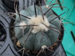 Echinocactus horizonthalonius Cuatro Cienegas, pot 5,5 cm - 12379300
