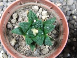 Ariocarpus fissuratus hintonii Matehuala pot 5,5 cm IA