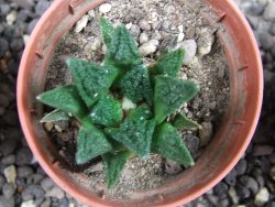 Ariocarpus fissuratus hintonii Matehuala pot 5,5 cm IA - 12373215