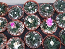Ariocarpus fissuratus hintonii Matehuala květináč 5,5 cm IA