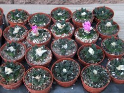 Ariocarpus fissuratus hintonii Matehuala květináč 5,5 cm IA - 12415595