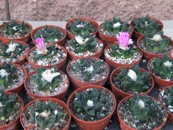 Ariocarpus fissuratus hintonii Matehuala květináč 5,5 cm IA - 12415596