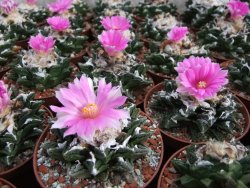 Ariocarpus fissuratus hintonii Matehuala květináč 5,5 cm IA - 12415600