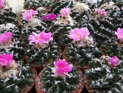 Ariocarpus fissuratus hintonii Matehuala květináč 5,5 cm IA - 12415601