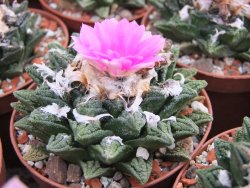 Ariocarpus fissuratus hintonii Matehuala květináč 5,5 cm IA - 12415602