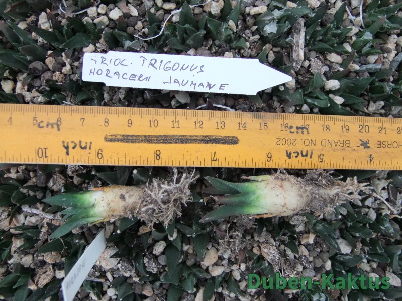Ariocarpus trigonus horacekii Jaumave, Tam. 10 rostlin - 12373936