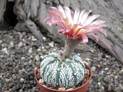 Astrophytum Super Kabuto A/B flower pot 5,5 cm - 12373378