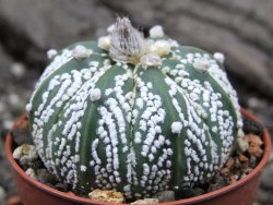 Astrophytum Super Kabuto A/B flower pot 5,5 cm - 12373382