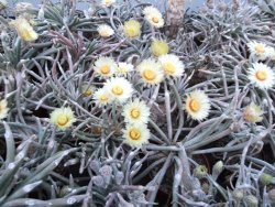 Astrophytum caput medusae 100 semen / seeds - 12373513