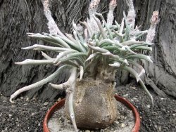 Astrophytum caput medusae 100 semen / seeds - 12373514