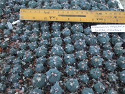 Echinocactus horizonthalonius Huizache 2 cm - 12373921