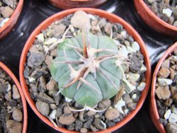 Echinocactus horizonthalonius Huizache 900 m, SLP pot 5,5 cm - 12400646