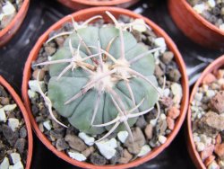 Echinocactus horizonthalonius Huizache 900 m, SLP pot 5,5 cm - 12400647