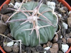 Echinocactus horizonthalonius Huizache 900 m, SLP pot 5,5 cm - 12400648