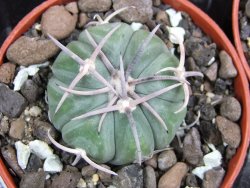 Echinocactus horizonthalonius Huizache 900 m, SLP pot 5,5 cm - 12400649