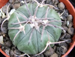 Echinocactus horizonthalonius Huizache 900 m, SLP pot 5,5 cm - 12400650