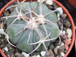 Echinocactus horizonthalonius Huizache 900 m, SLP pot 5,5 cm - 12400651