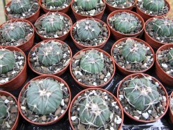 Echinocactus horizonthalonius Huizache 900 m, SLP pot 5,5 cm - 12400652