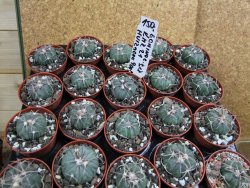 Echinocactus horizonthalonius Huizache 900 m, SLP pot 5,5 cm - 12400654