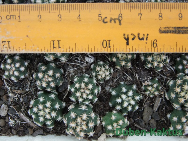 Pygmaeocereus bieblii, 10 rostlin - 12373924