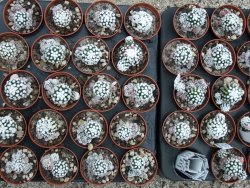 Mammillaria gracilis Oruga pot 5,5 cm - 12374843