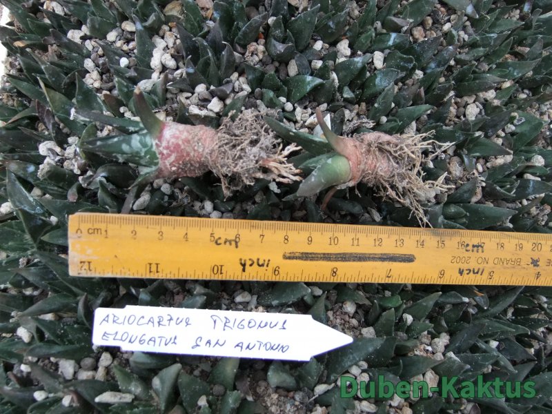Ariocarpus trigonus elongatus San Antonio 10 x - 12374078