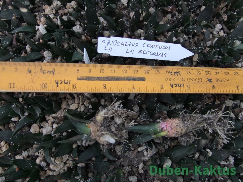 Ariocarpus confusus LH 471 La Escondida, NL 10x - 12373931