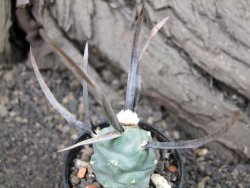Tephrocactus articulatus black spine pot 5,5 cm - 12374126