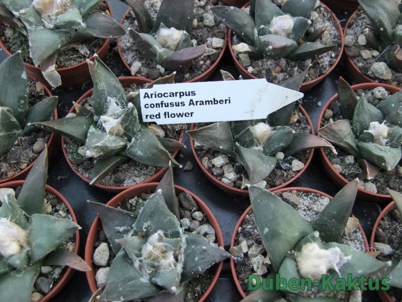 Ariocarpus confusus Aramberi pot 5,5 cm IA - 12374273