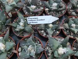 Ariocarpus confusus Aramberi pot 5,5 cm IA