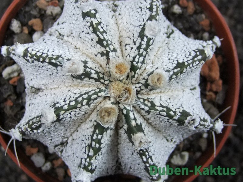 Astrophytum Super Kabuto snow hybrid, pot 7 cm - 12374547