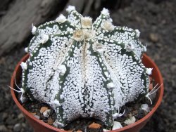 Astrophytum Super Kabuto snow hybrid, pot 7 cm - 12374545