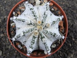 Astrophytum Super Kabuto snow hybrid, pot 7 cm - 12374546