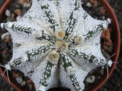 Astrophytum Super Kabuto snow hybrid, pot 7 cm