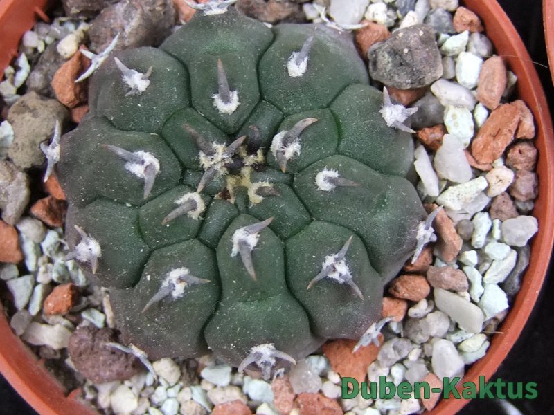 Gymnocallycium vatteri unguispinum pot 5,5 cm - 12387024